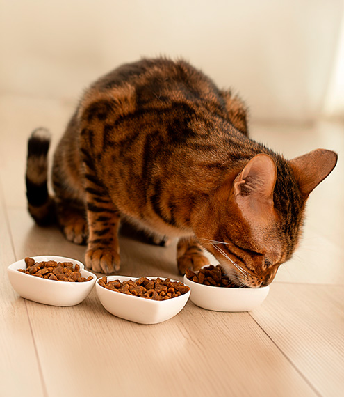 alimento gatos con taurina 
